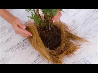 Растениеводство на участке и в оранжерейных условиях